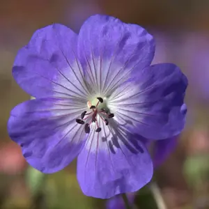 Geranium 'Rozanne'